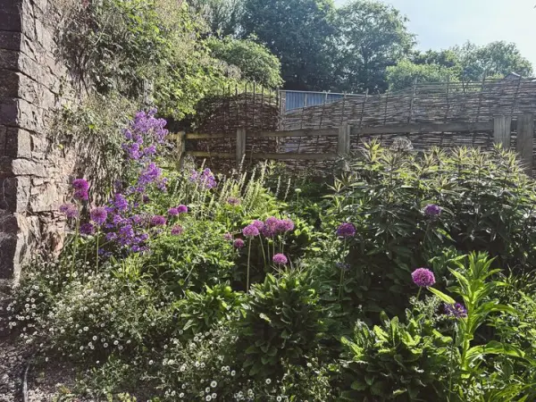 Lost kitchen cottage garden planting design alliums