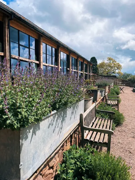 Lost kitchen garden design nepeta herbs galvanised pots