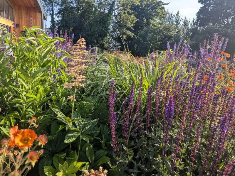Herbaceous planting design rodgersia pinnata salvia geum