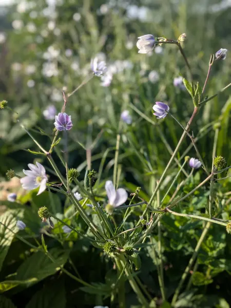 Anemone leveillei planting design