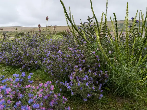 Cuckmere haven wildflower plant community naturalistic planting design