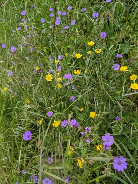 Hedgerow cranesbill naturalistic wild plant community