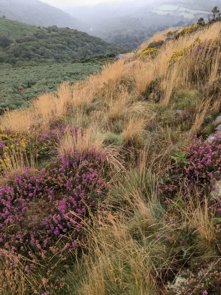 Dartmoor heather grasses wild plant community