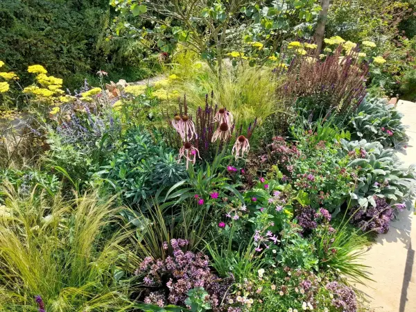 Mixed herbaceous echinacea pallida designed plant community