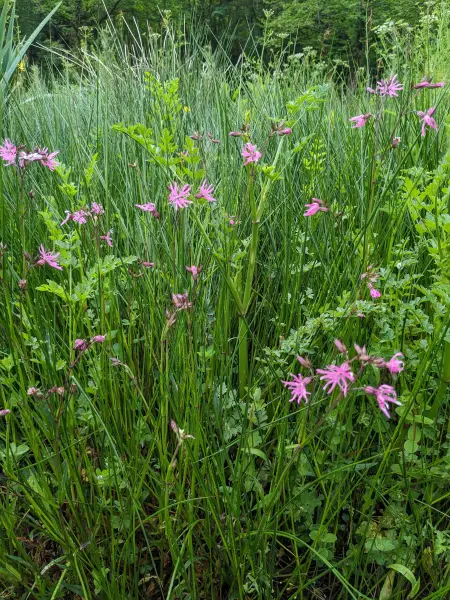 Wet meadow wild plant community ragged robin