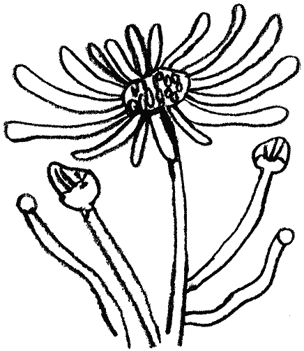 Euribya 3