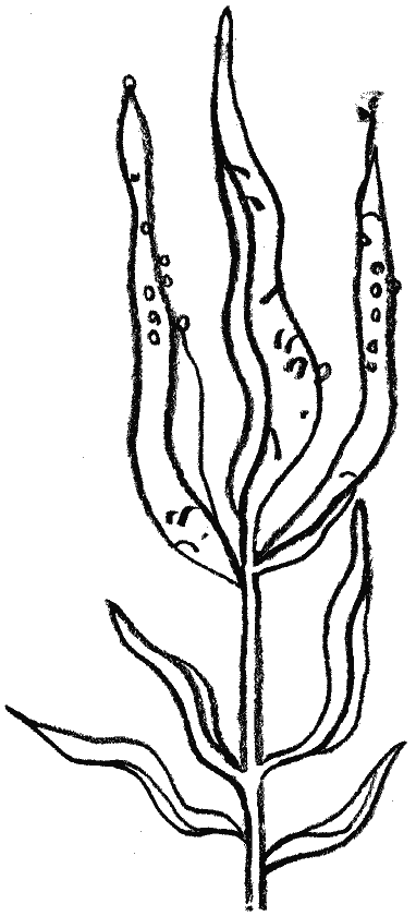 Lythrum